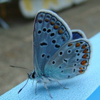 Beautiful butterfly images