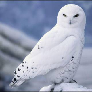 Snowy owl wallpaper