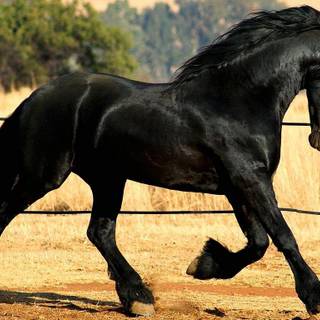 Black horse wallpaper