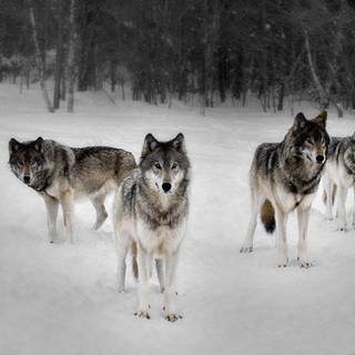 Wolf pack images
