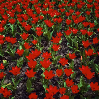 Free download nature images