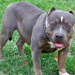 Pitbull dog images download