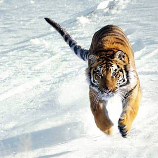 Free tiger wallpaper