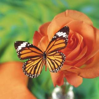 Butterfly and flower wallpaper