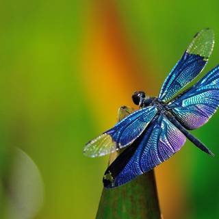 Wallpaper dragonfly