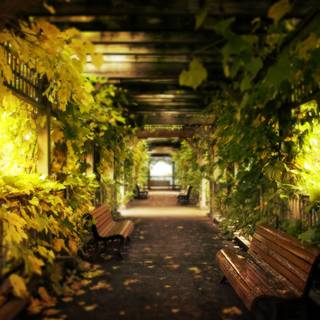 Free scenic wallpaper for desktop