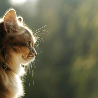 Cat background pictures