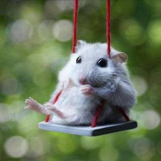 Funny hamster wallpaper