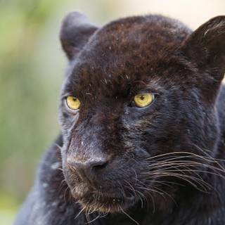 Panther image