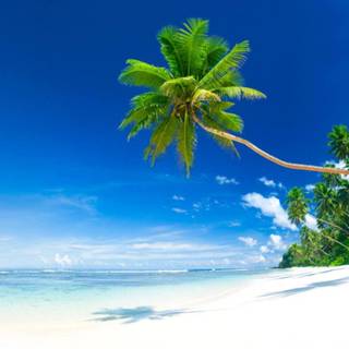 Tropical beach photos