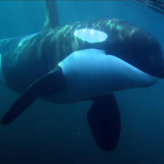 Orca whale wallpaper