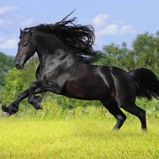 Black horse wallpaper