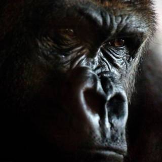 Gorilla wallpaper