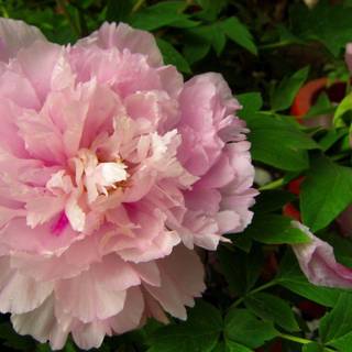 Peony flower wallpaper
