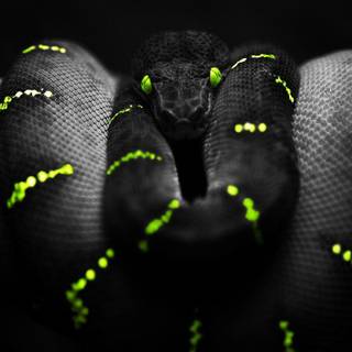 Cool snake wallpaper