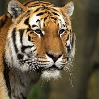 High resolution tiger photos