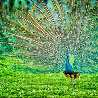 Images of peacock