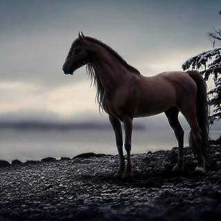 Dark horse wallpaper