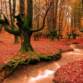 Autumn computer wallpaper