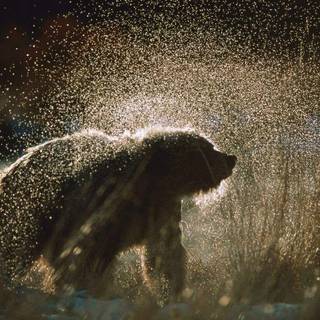 Brown bear wallpaper