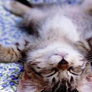 Free cat desktop wallpaper