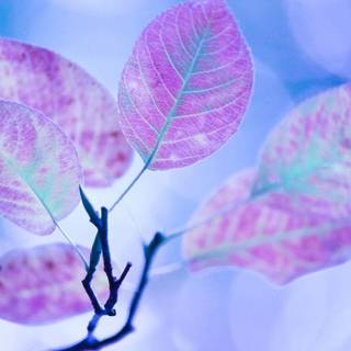 Wall paper background