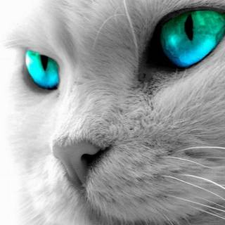 Cool cat backgrounds