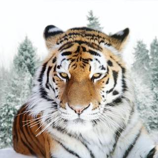 Siberian tiger wallpaper