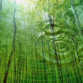 Free backgrounds nature