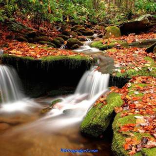 Latest nature wallpaper