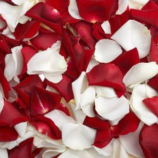 Red rose desktop wallpaper