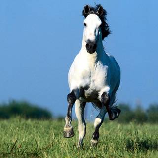 Cute horse wallpaper