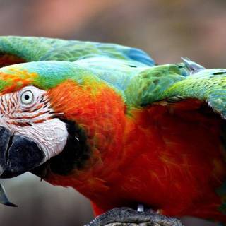Macaw wallpaper