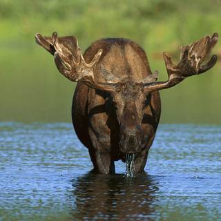 Moose pics free