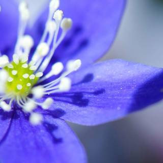 Flowers images desktop backgrounds