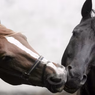 Horses wallpaper free