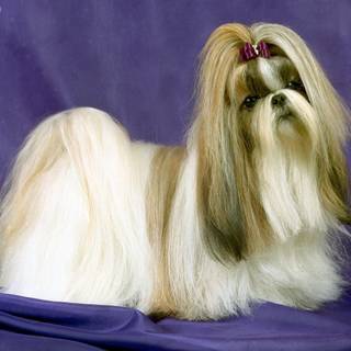Shih tzu wallpaper