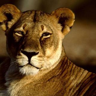 Lioness pictures
