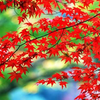 Red leaves wallpaper