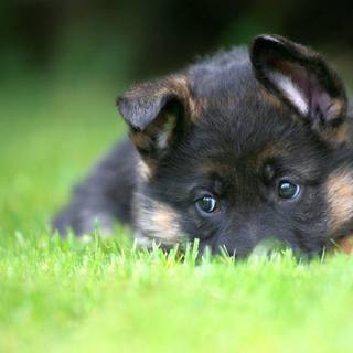 German Shepherd wallpaper