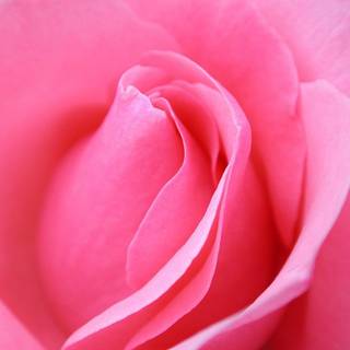 Flower wallpaper for computer