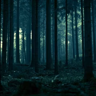 Dark forest wallpaper