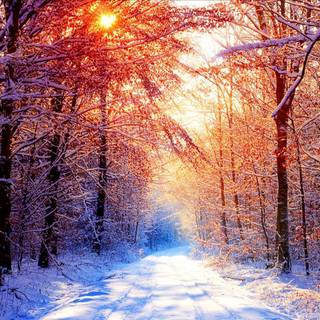 Snow forest wallpaper