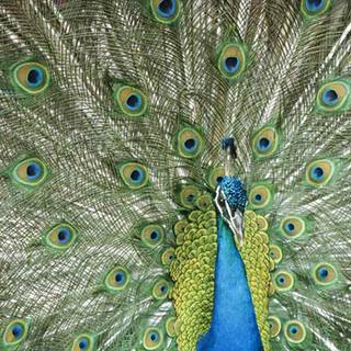 Latest desktop wallpaper