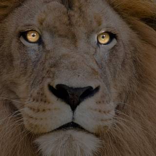 Lion pictures wallpaper