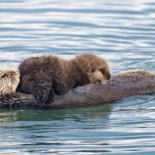 Sea otter wallpaper
