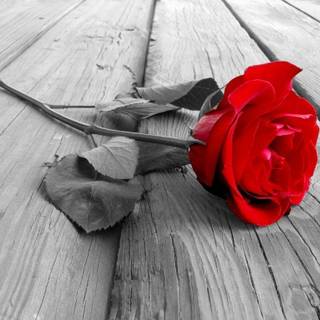 Red rose wallpaper