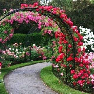 Rose garden wallpaper