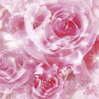 Backgrounds of roses