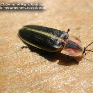 Lightning bugs pictures